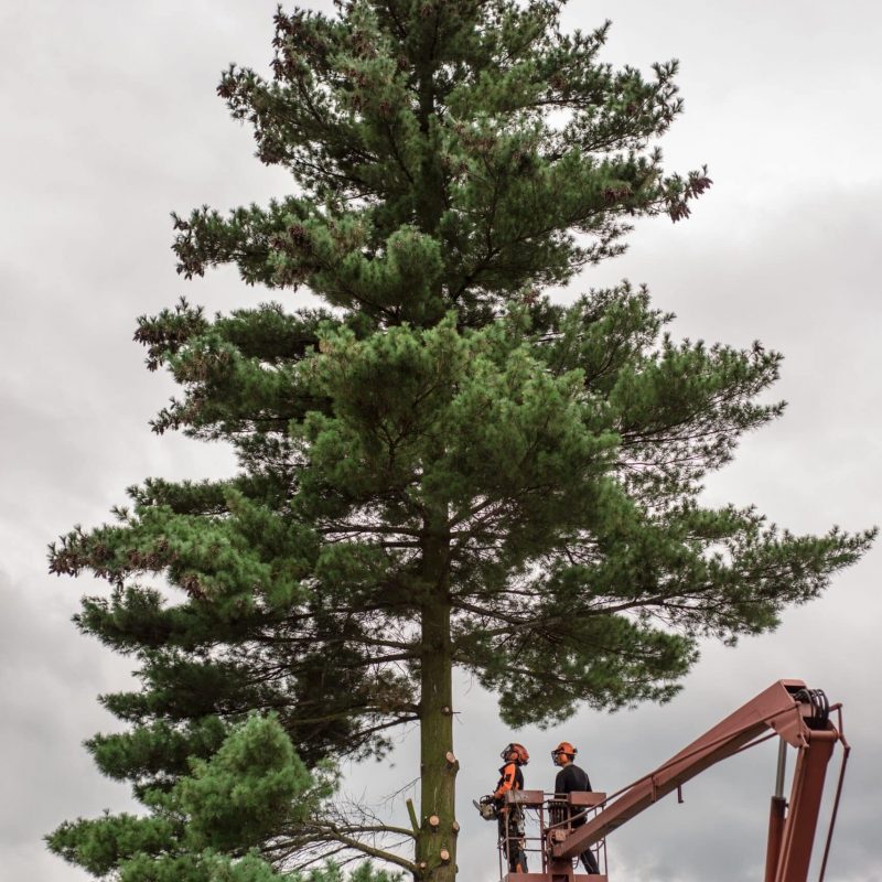land-clearing-58